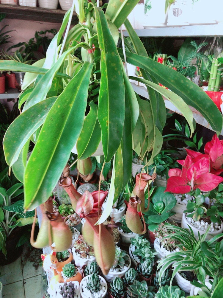 Chậu Cây Nắp Ấm