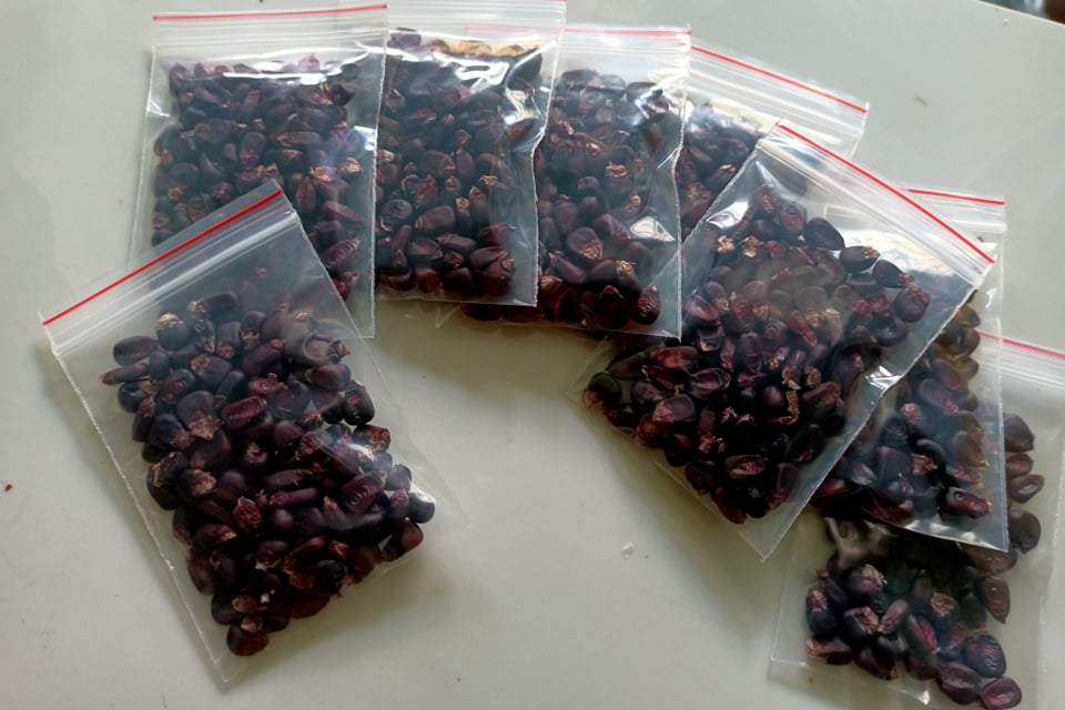 Hạt giống bắp nữ hoàng f1 ,(100 hạt/50k )