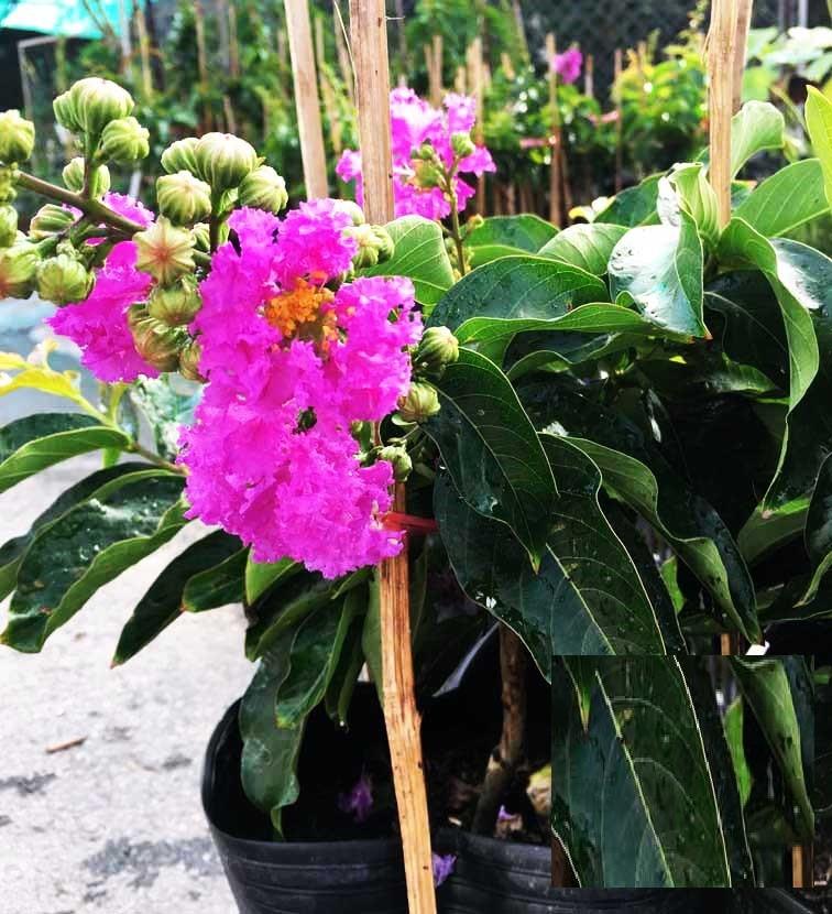 Cây giống bằng lăng tím - hoa siêu đẹp giá siêu rẻ