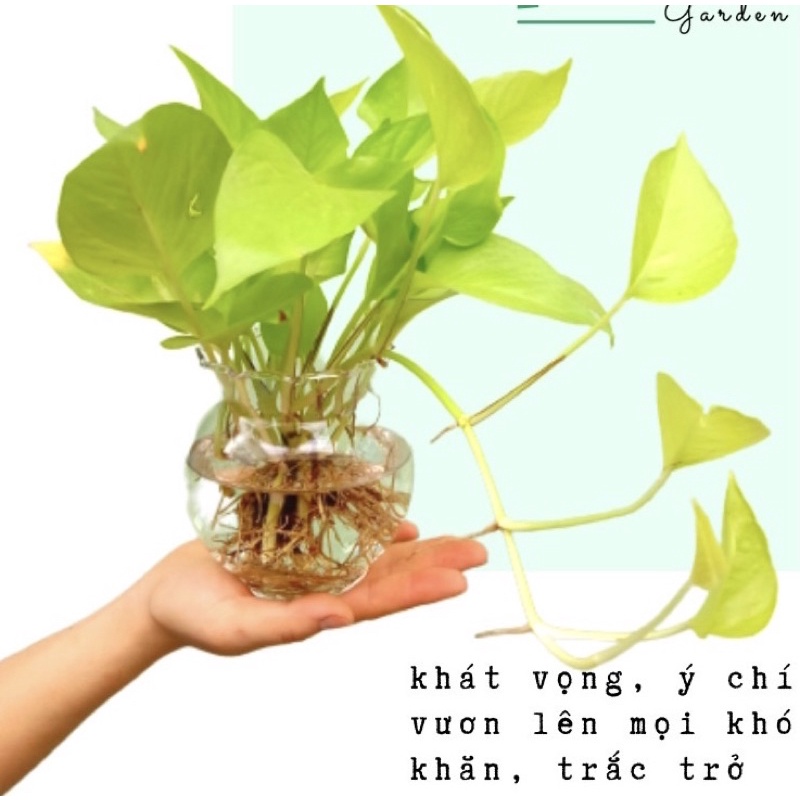 Trầu bà thái vàng (trồng thuỷ sinh được)