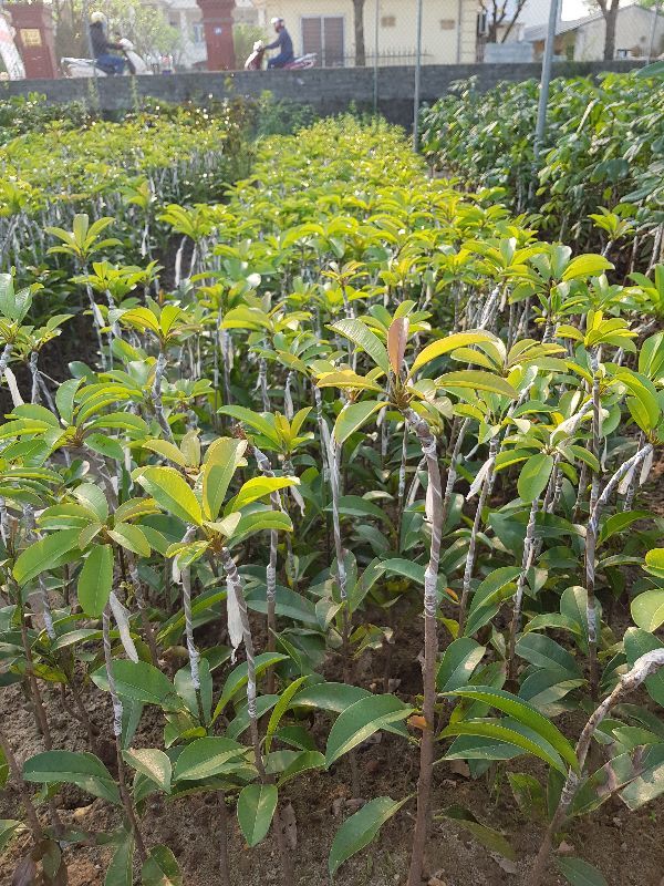 Combo 2 cây hồng xiêm xoài (giống nhanh quả)