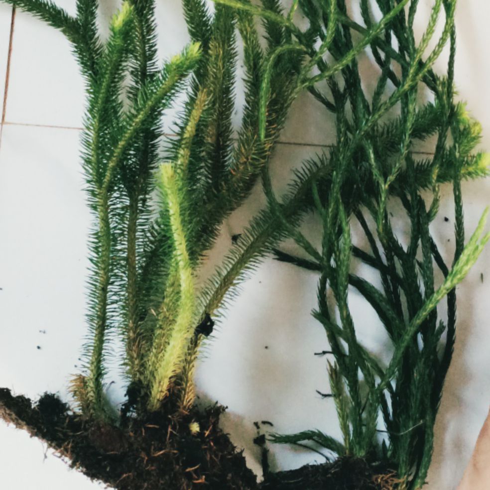 Râu Rồng COMBO 2 LOẠI KHÁC NHAU