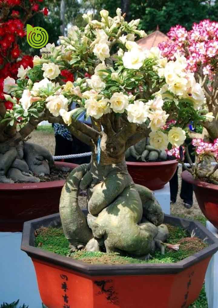 Cây sứ thái