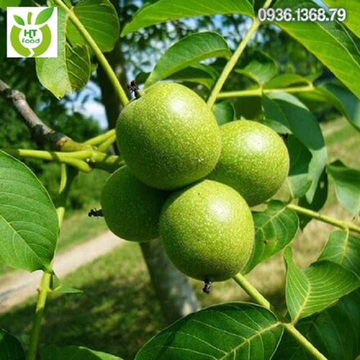 CÂY ÓC CHÓ GIEO HẠT