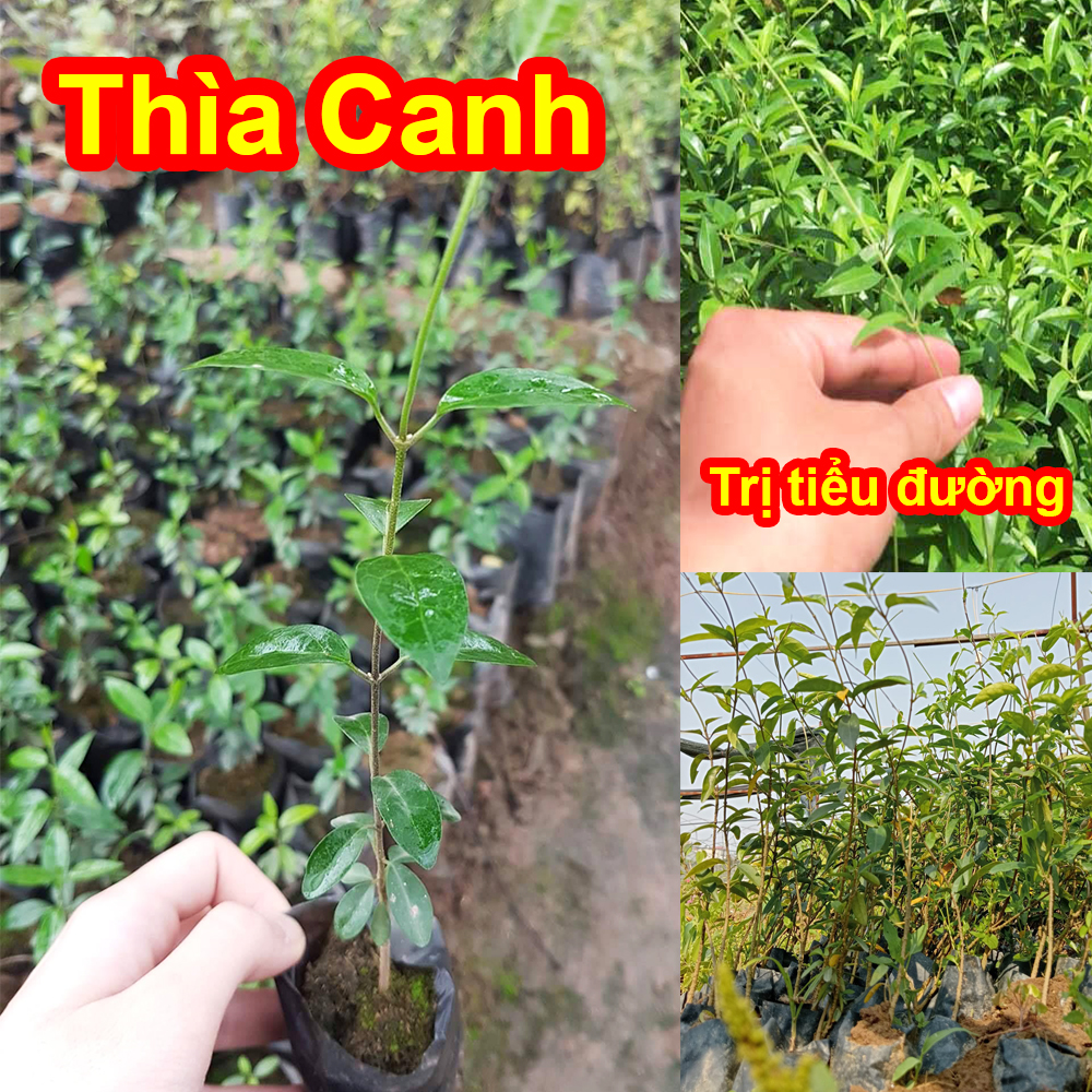 [Cây Dược Liệu] Cây Thìa Canh Lá Nhỏ