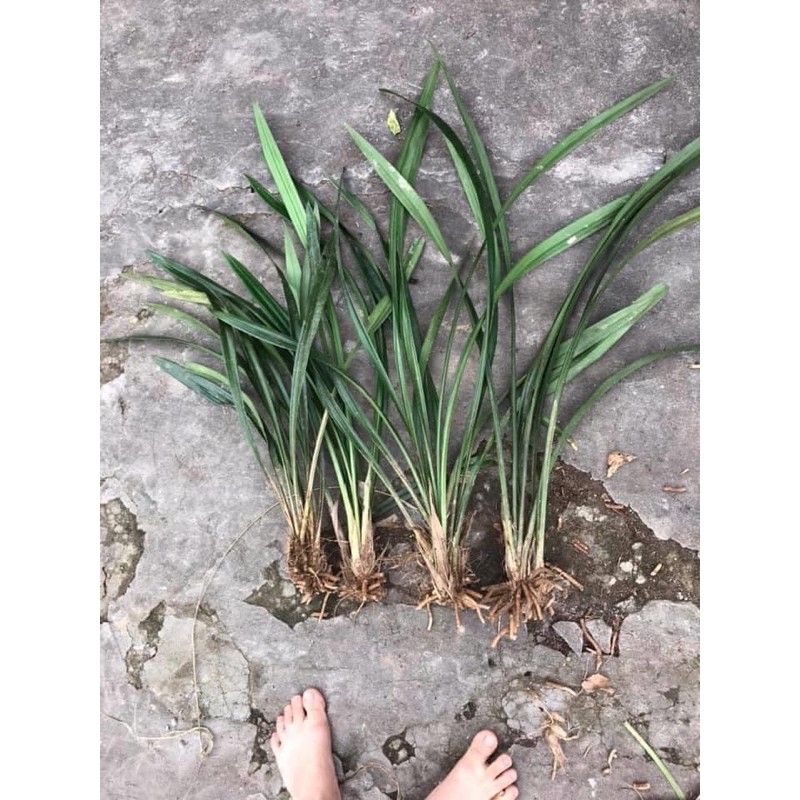 Lan kiếm lá mềm..........