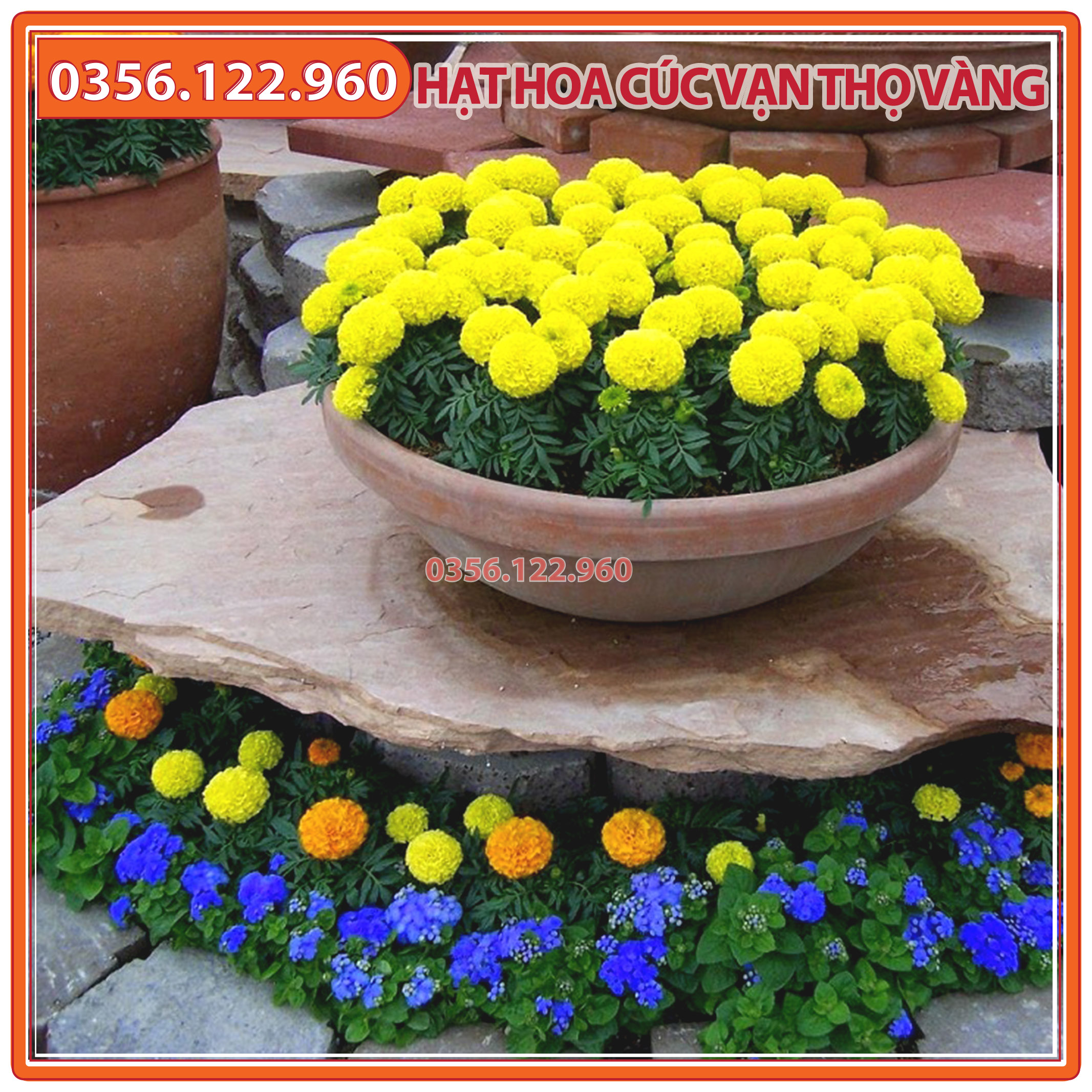 30 Hạt giống hoa cúc vạn thọ vàng chanh