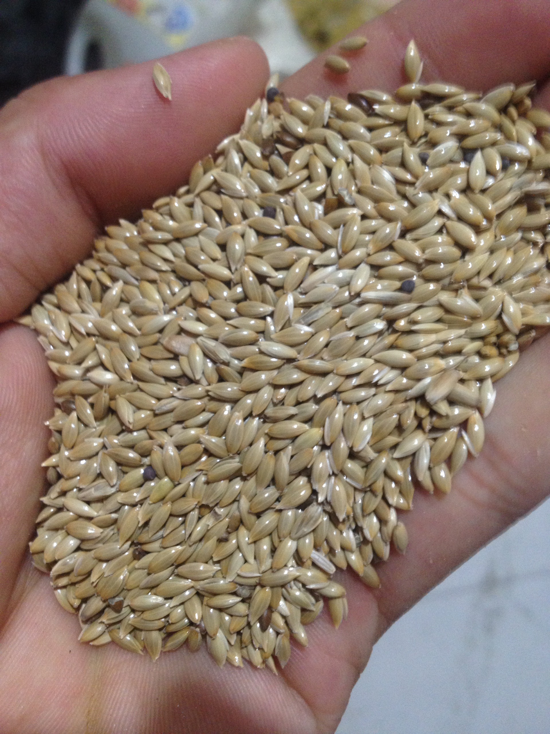 hạt láng dài - láng yến - láng chim 1 kg