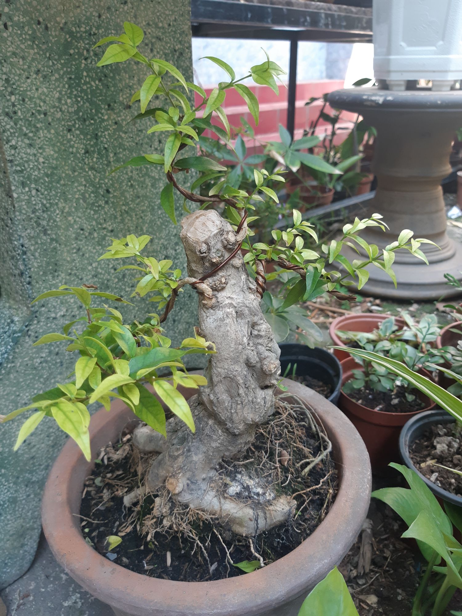 Mai chiếu thủy bonsai gốc gân