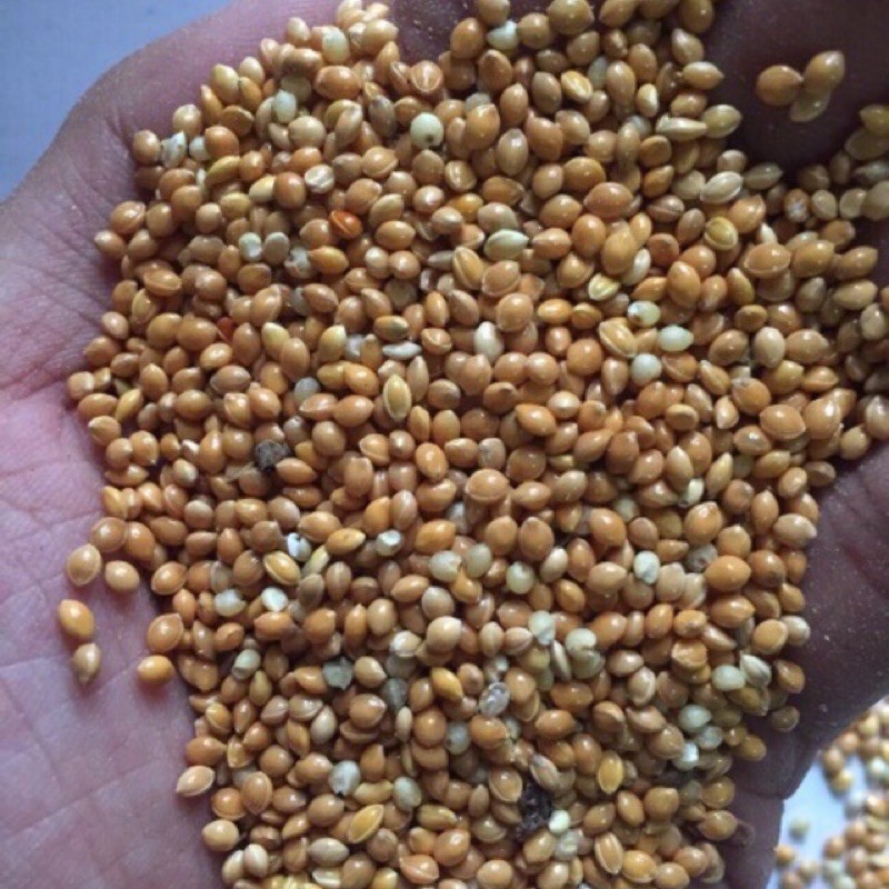 Kê vàng 1kg