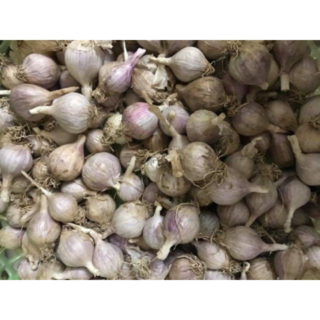 1kg tỏi ta ( sàng sảy sạch sẽ rồi)