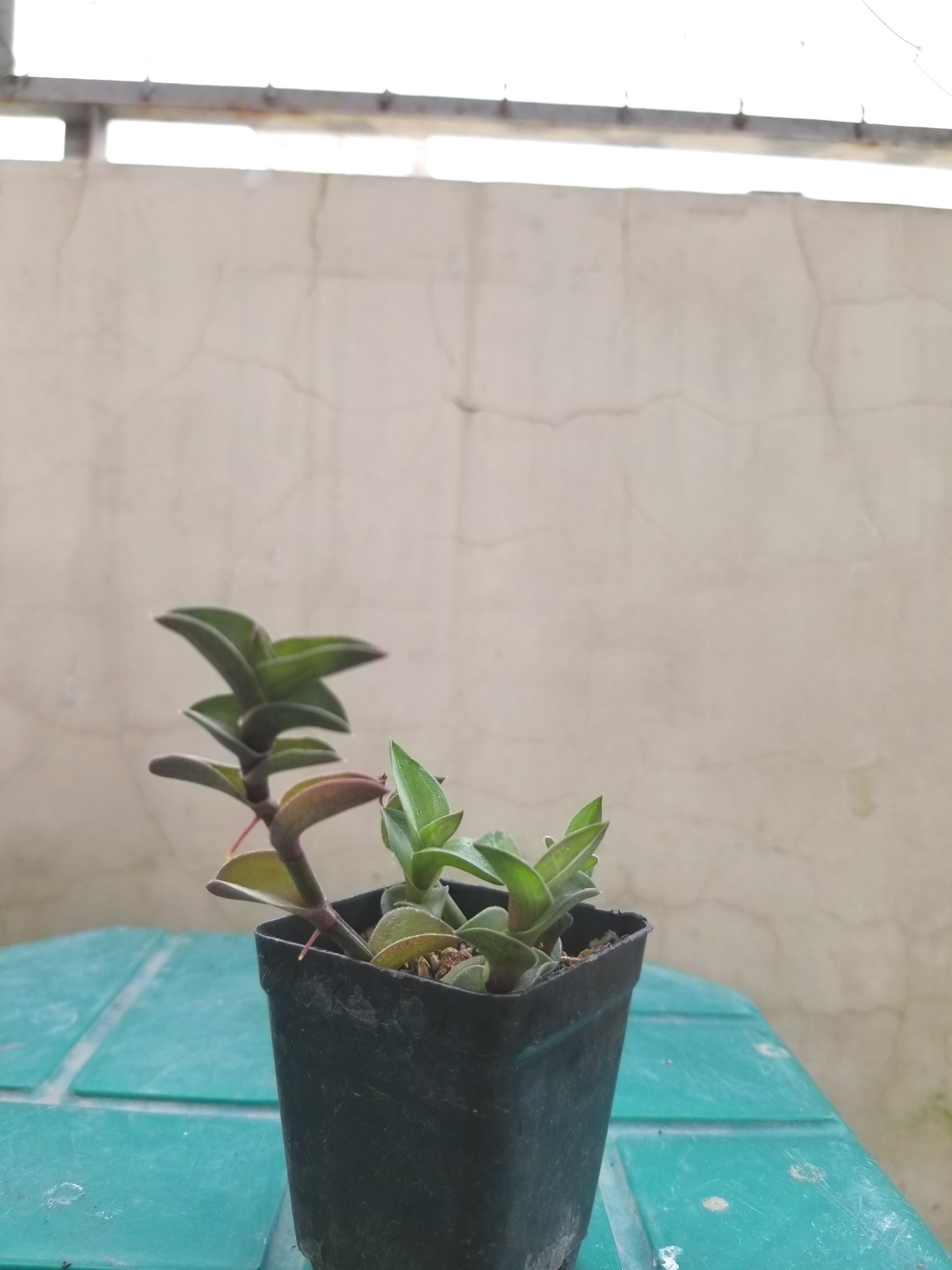 [HCM]Sen Đá Lá Xếp độc lạ