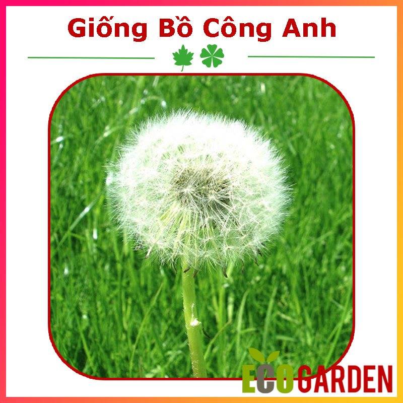 Hạt Giống Hoa Bồ Công Anh (50H) (ECO.062)