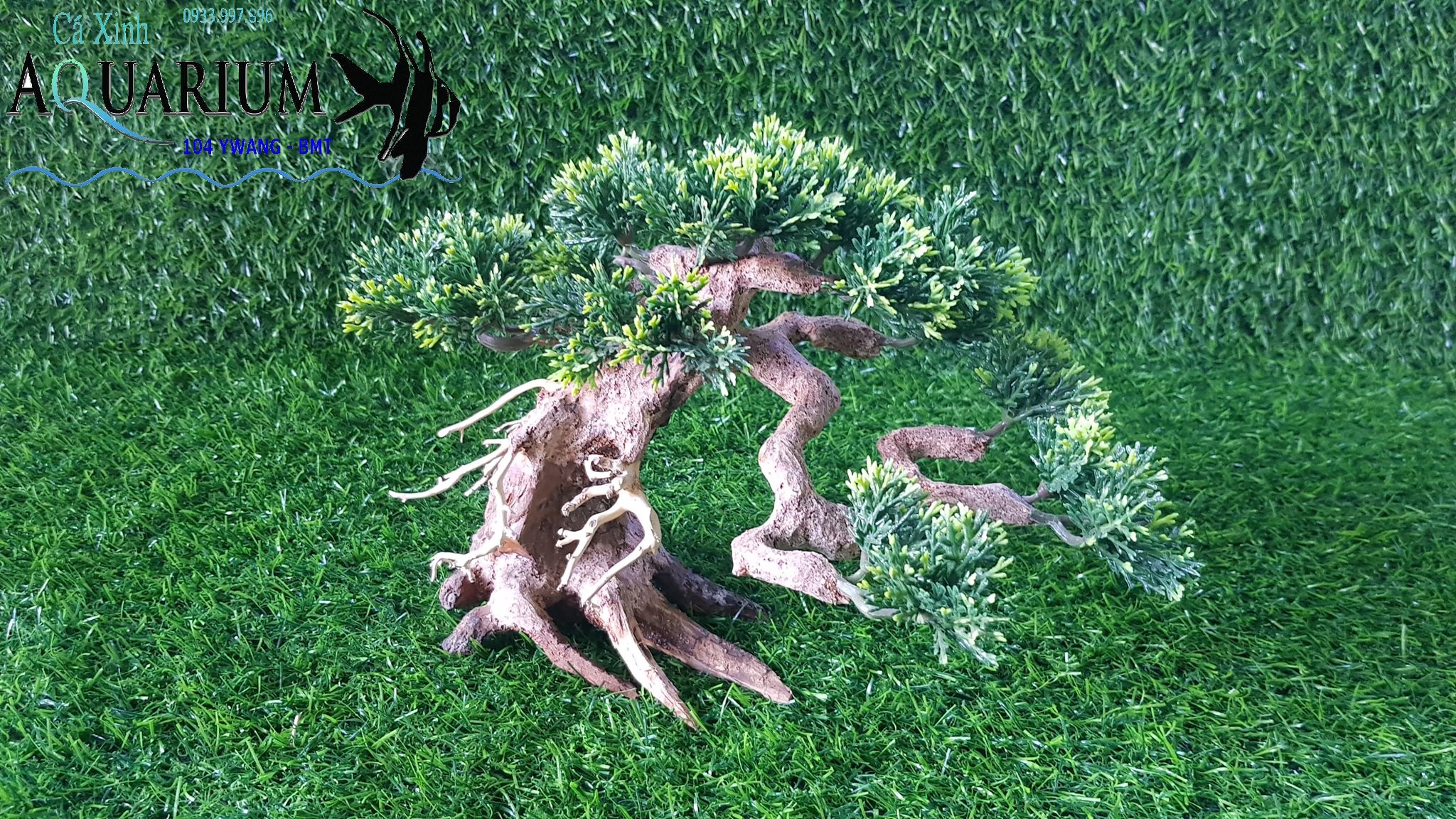 Bonsai tán tùng size nhỏ cho bể cá