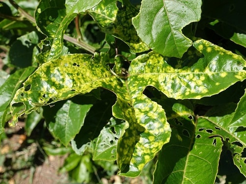 ACTINO VATE 1SP - TRỪ BỆNH SINH HỌC