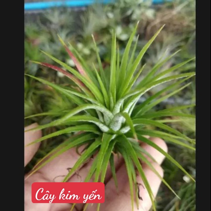 Cây không khí thạch thảo (size 3-10cm)