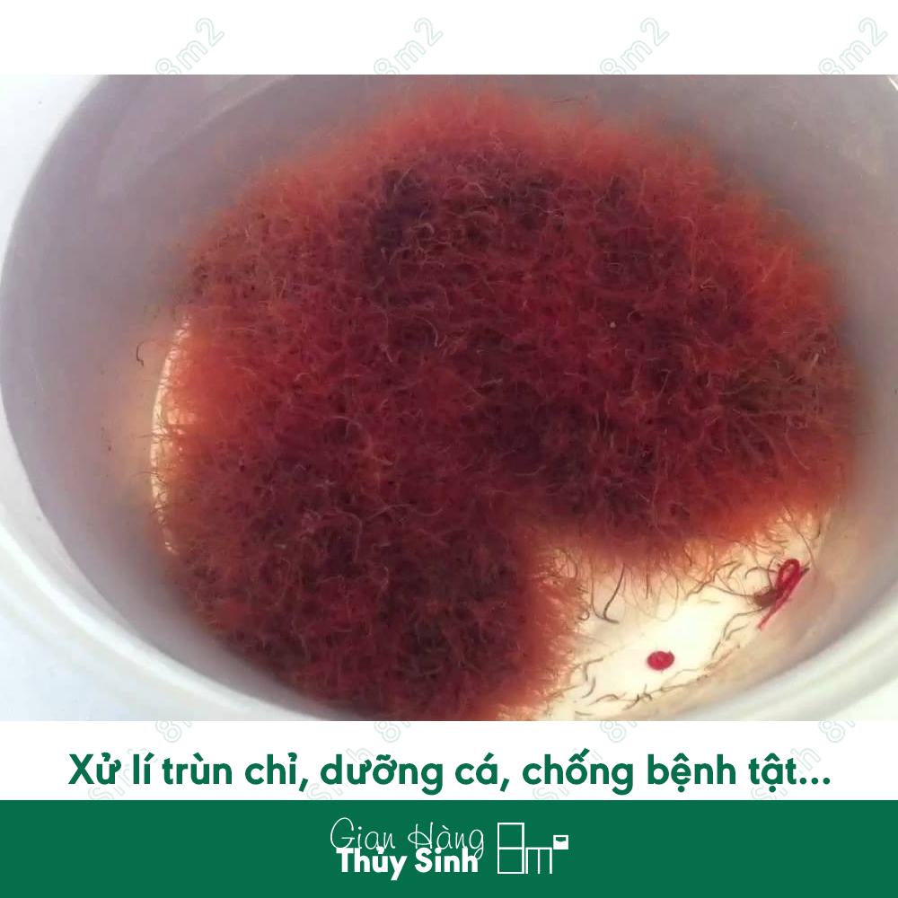 Super One Dưỡng Cá, Xử Lí Trùn Chỉ | 8m2