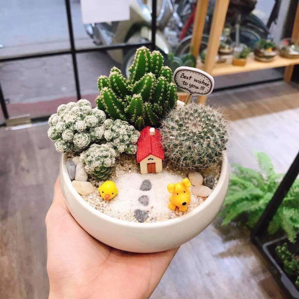 tiểu cảnh mini