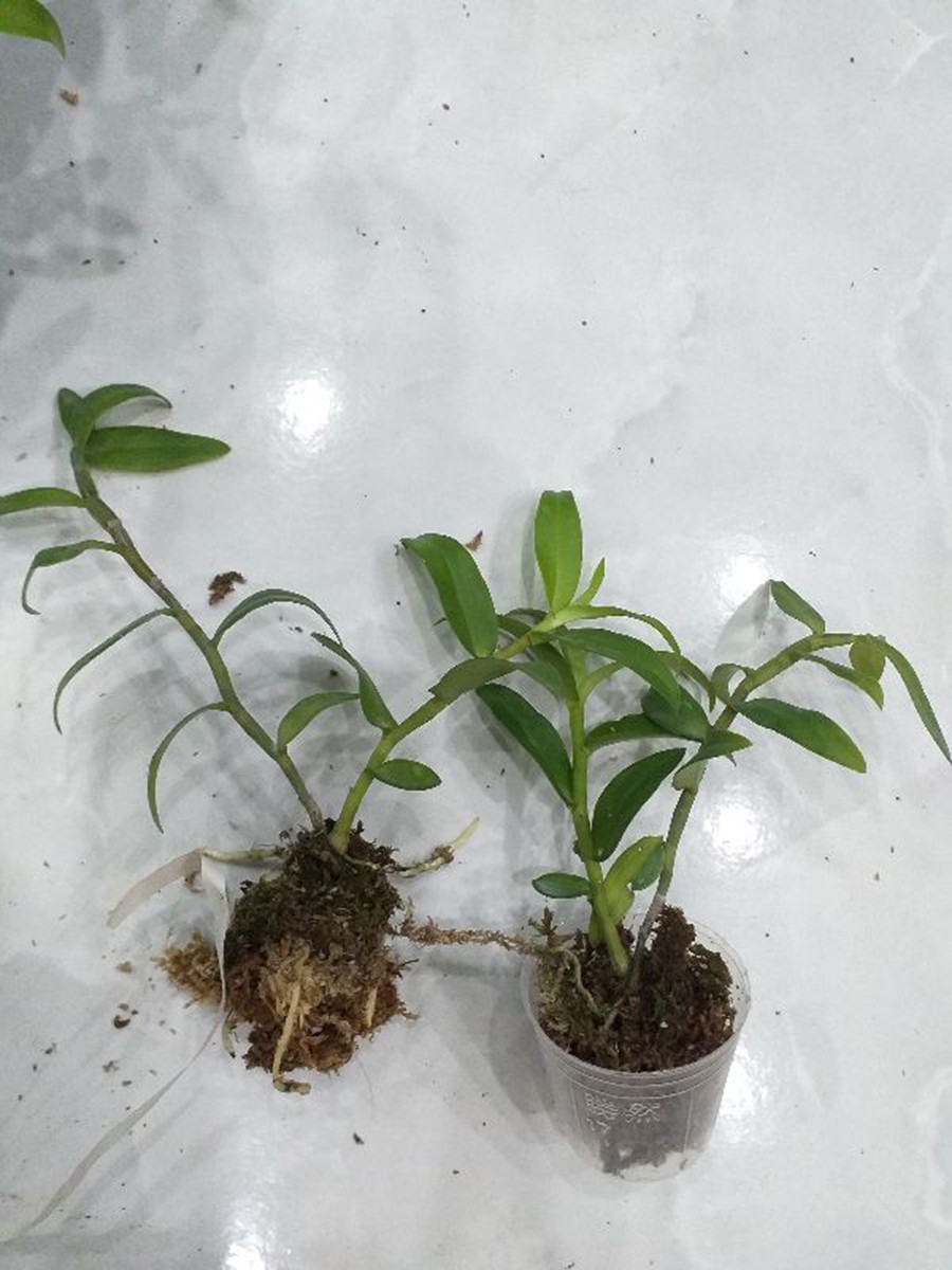 Phong lan giả hạc hoa hồng đỏ siêu đẹp