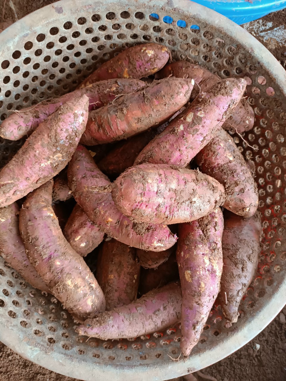 2 KÝ KHOAI LANG MậT LOAI TRUNG(8-10Củ 1 KÝ)- SAM LÊ SHOP