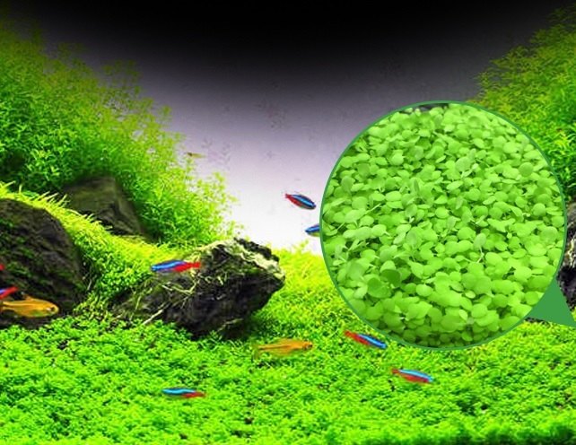 Hạt giống thủy sinh  cây thủy sinh  (bịch 10gr)