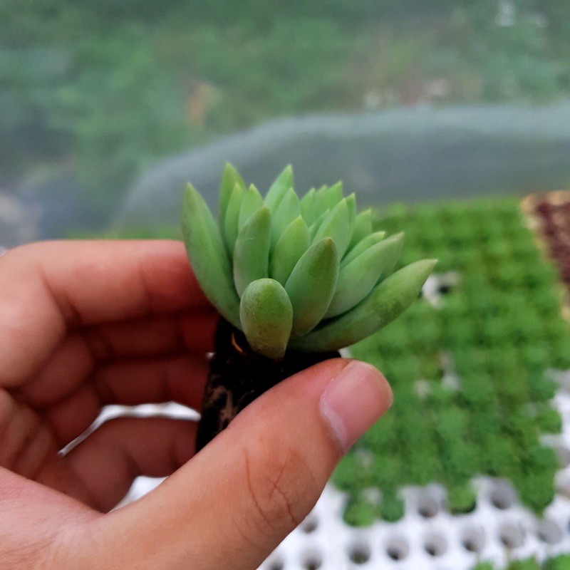 SEN ĐÁ CHUỖI NGỌC ĐỨNG SIZE MINI ĐÀ LẠT LỖI 1 ĐỔI 1