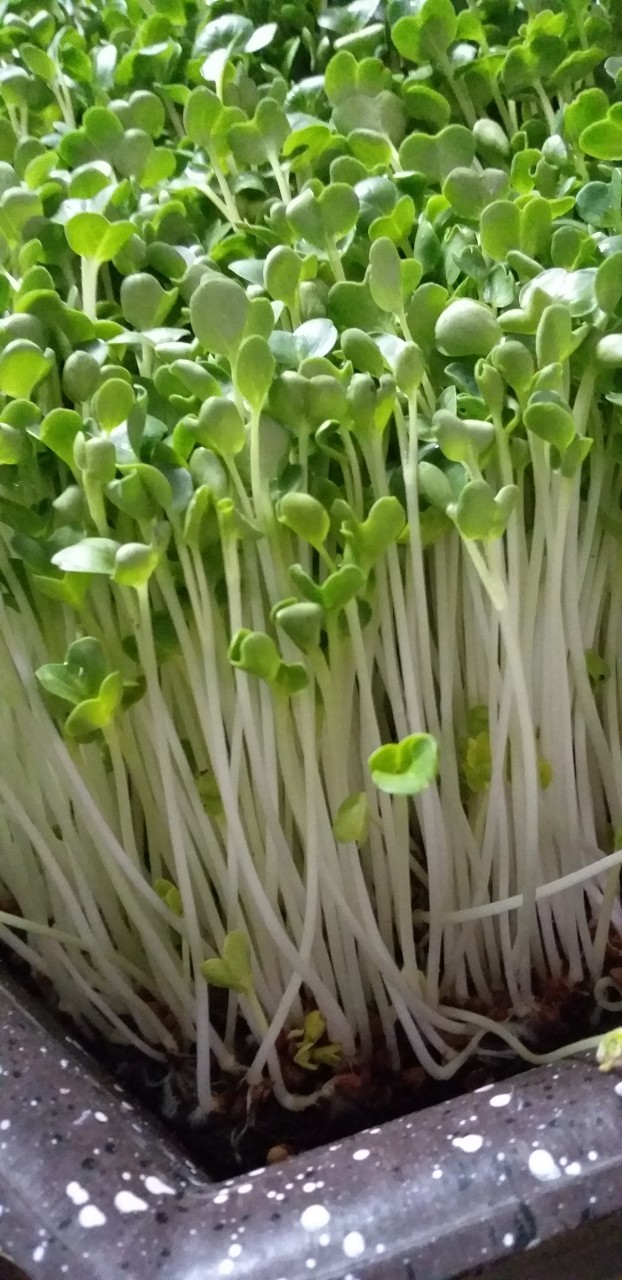 hạt giống - hạt cải mầm 1kg