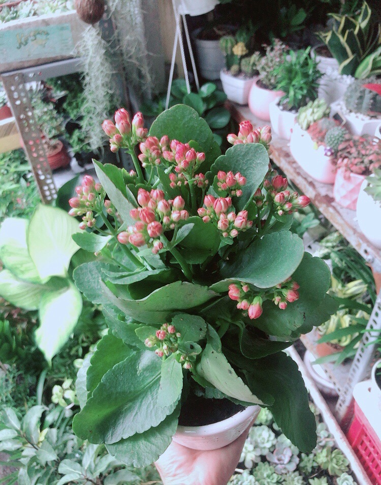Chậu Cây Sống Đời