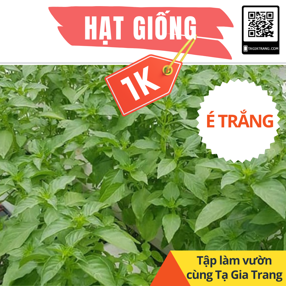 Deal 1K - Hạt giống é trắng (rau thơm sả) - Tập làm vườn cùng Tạ Gia Trang