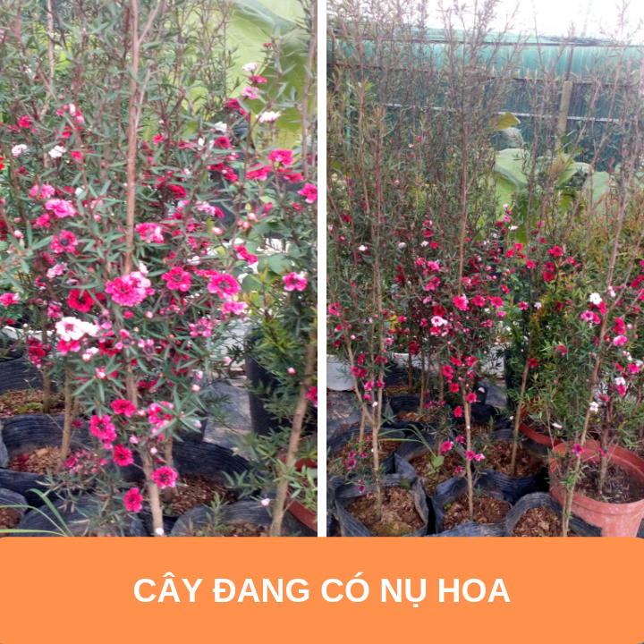 Hoa nhất chi mai - Cây có bầu đất khỏe mạnh