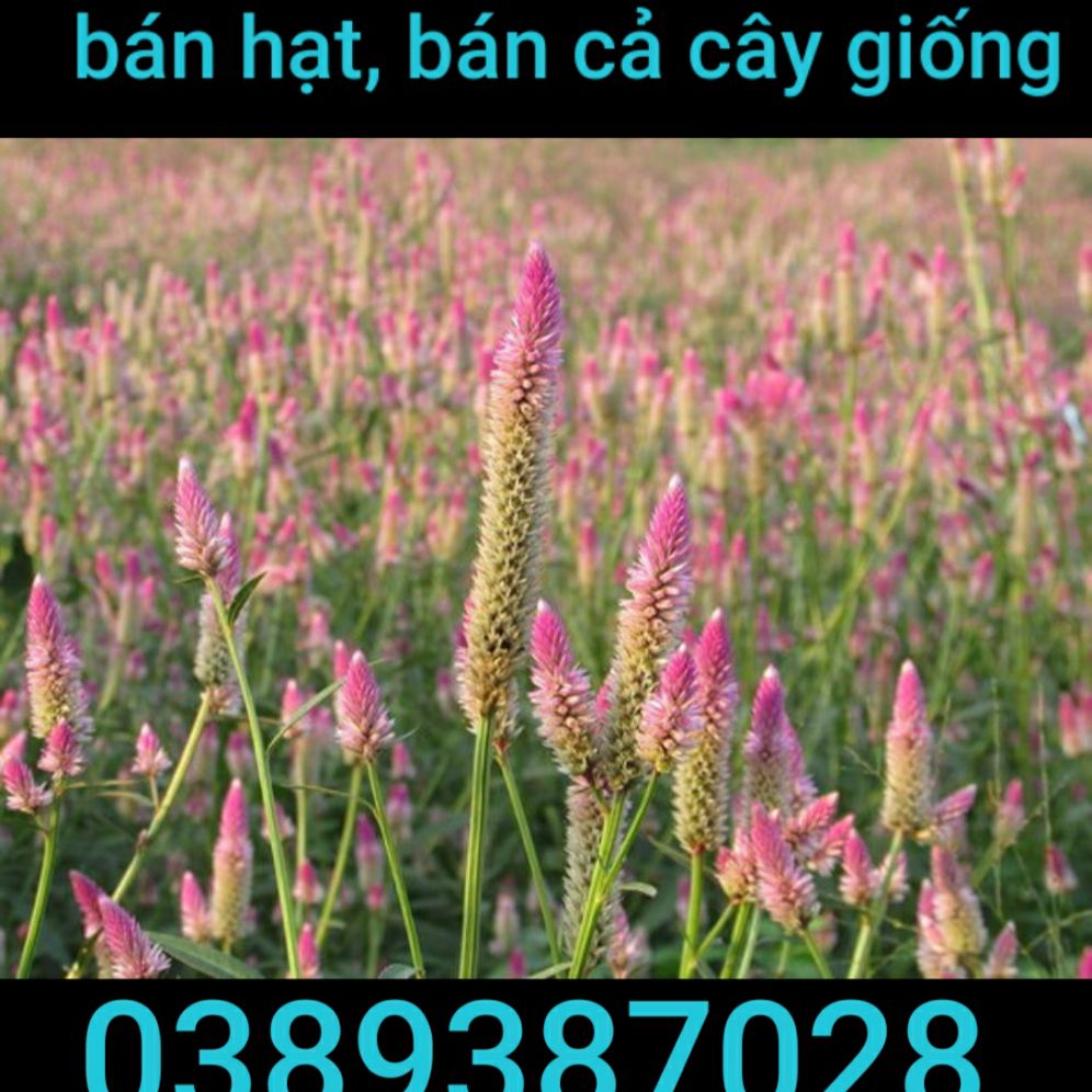 cây mào gà giống,2 cây