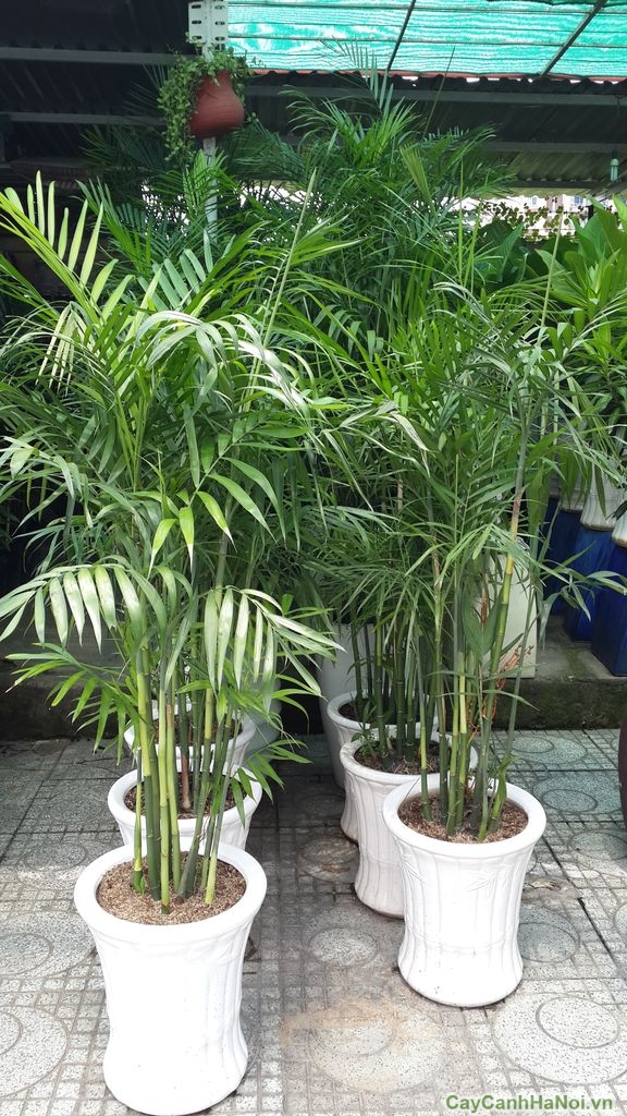 CAU HAWAI MANG NHIỀU TÀI LỘC - VẬN MAY CHO GIA CHỦ