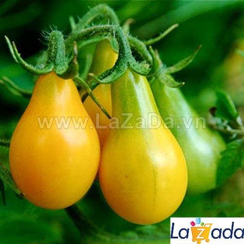 30h Hạt Giống Cà Chua Cherry Lê Vàng (A3.103| B50*W53*M002)