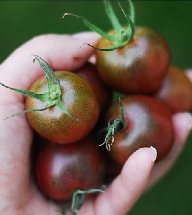 " Gói 30 "Hạt giống cà chua bi socola [Seeds]