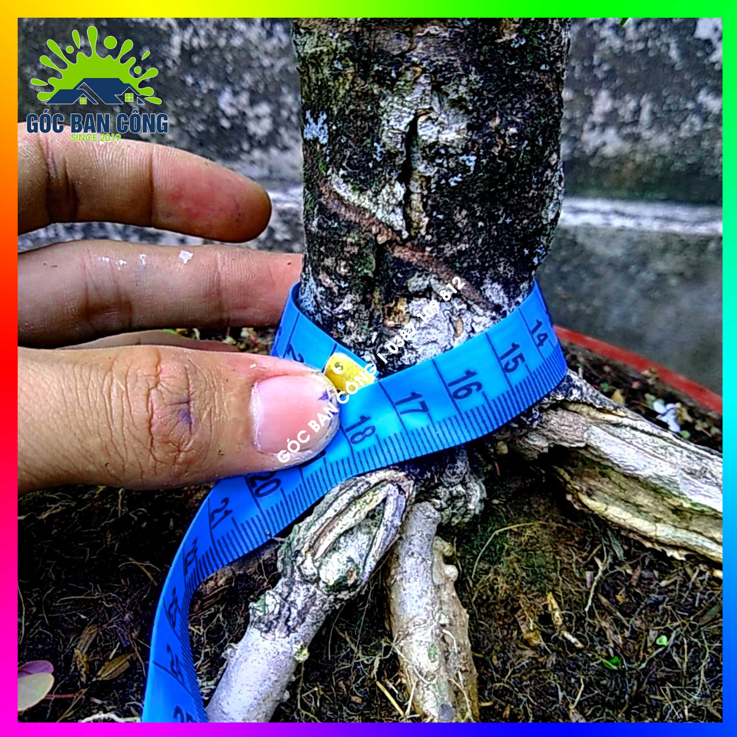 Mai Chiếu Thủy Kim Giòn Bonsai Mini - CTBS01