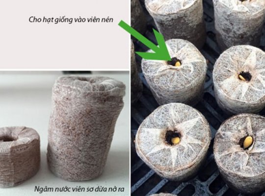 10 Viên nén Sơ Dừa - Sao Thần Nông