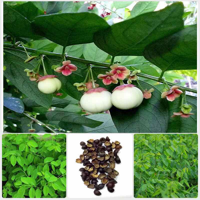 Hạt Rau Bồ Ngót - Gói 1 Gram