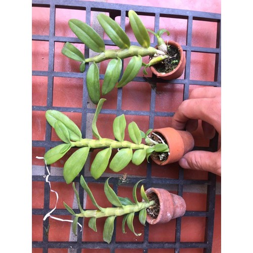 Phong lan trầm trắng hàng đài(sire trung 20cm)