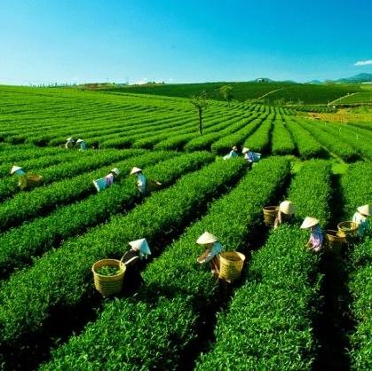 TRÀ SEN BẢO LỘC THƯỢNG HẠNG 500G