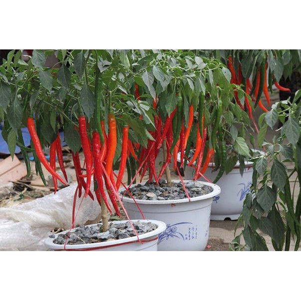 Hạt Giống Ớt Hàn Quốc - 30 Hạt