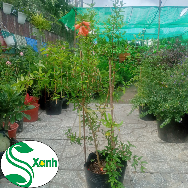 Cây Lựu Đỏ Sai Qủa