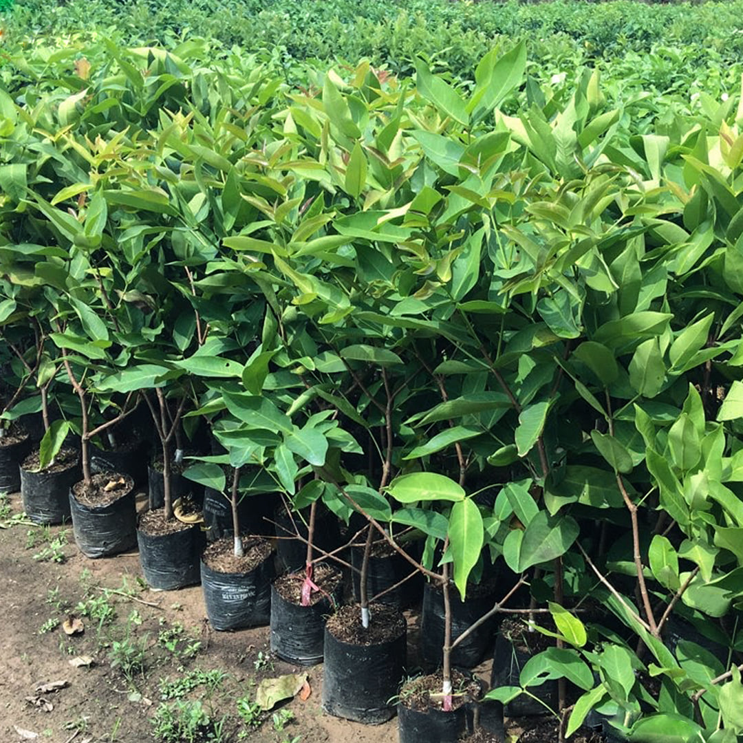 ( Hàng mới về ) Cây giống Roi Xanh.