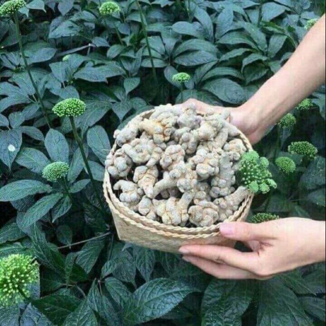 Củ tam thất bắc khô 5-7-9 củ/1 lạng(6.6 củ)