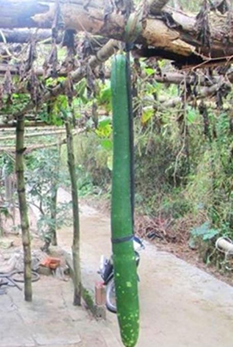 Hạt giống Bầu quả dài 2m