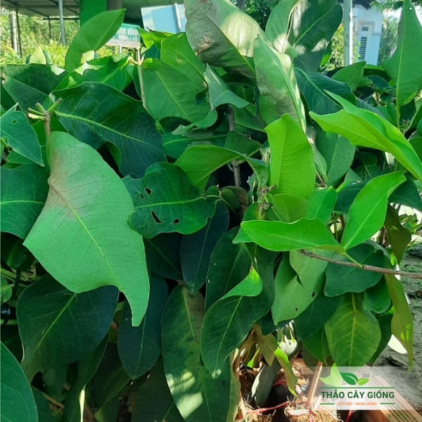 Tam Hoa plum-tree like Triangle flower