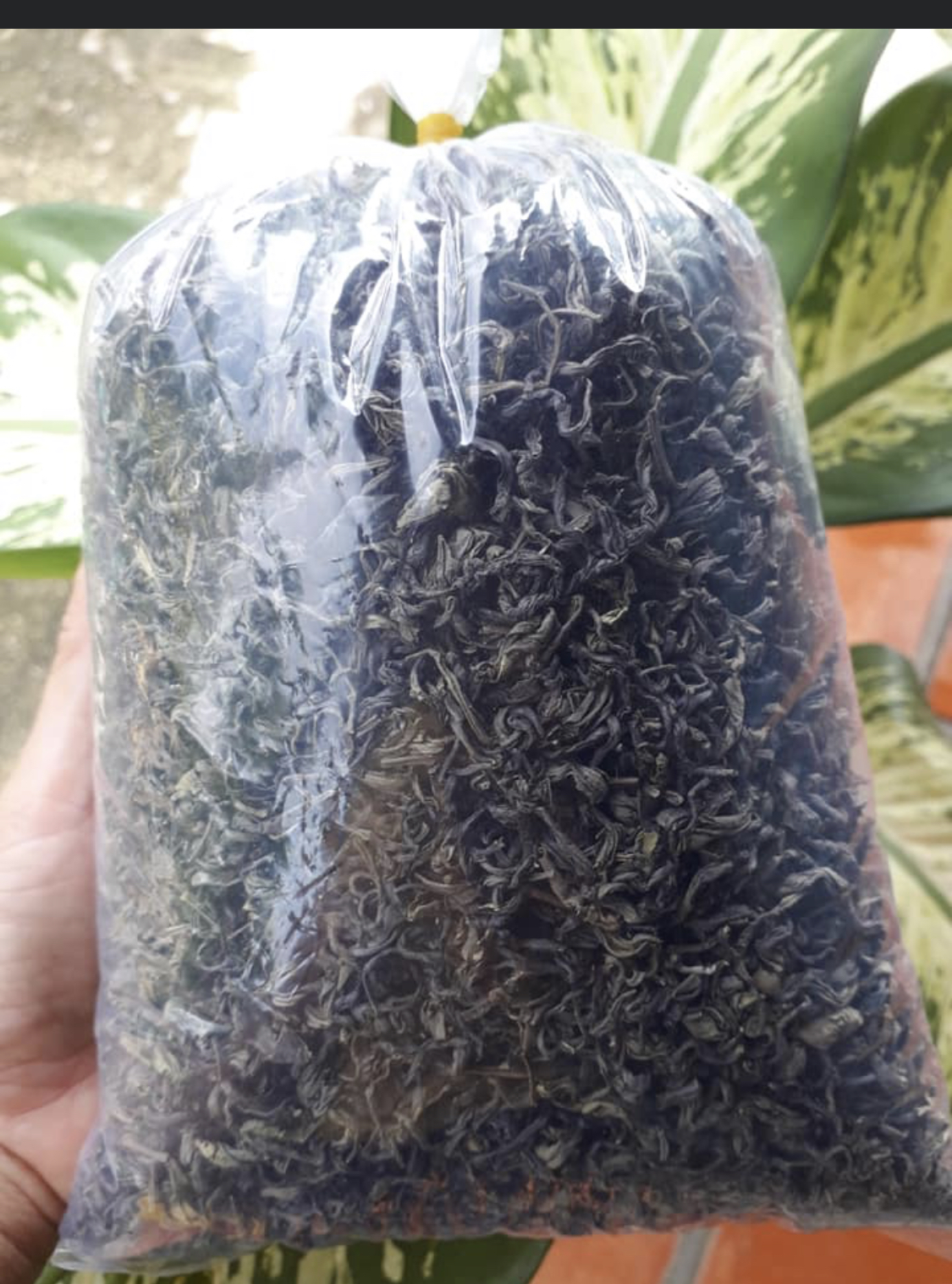 chè khô yên bái