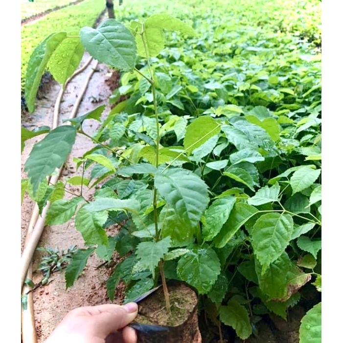 Cây phong linh tím giống (ảnh thật số 2).