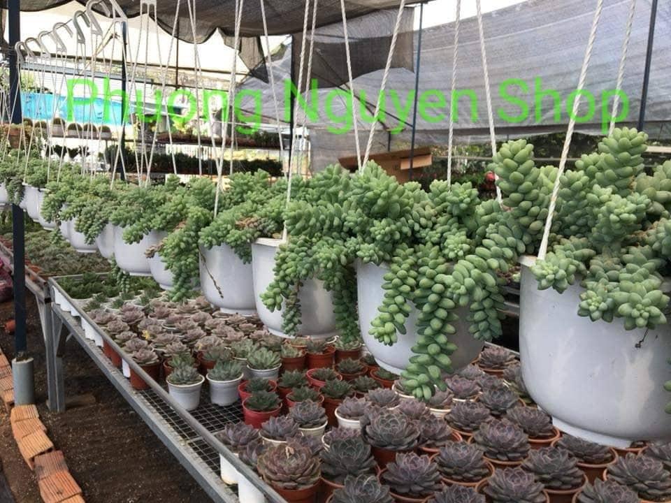 Sen Đá Chuỗi Ngọc Bi Chậu Treo