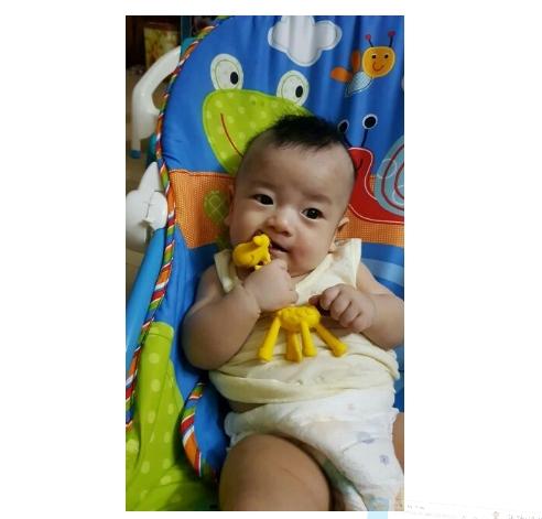 Gặm Nướu Hươu Cao Cổ Nhật Bản