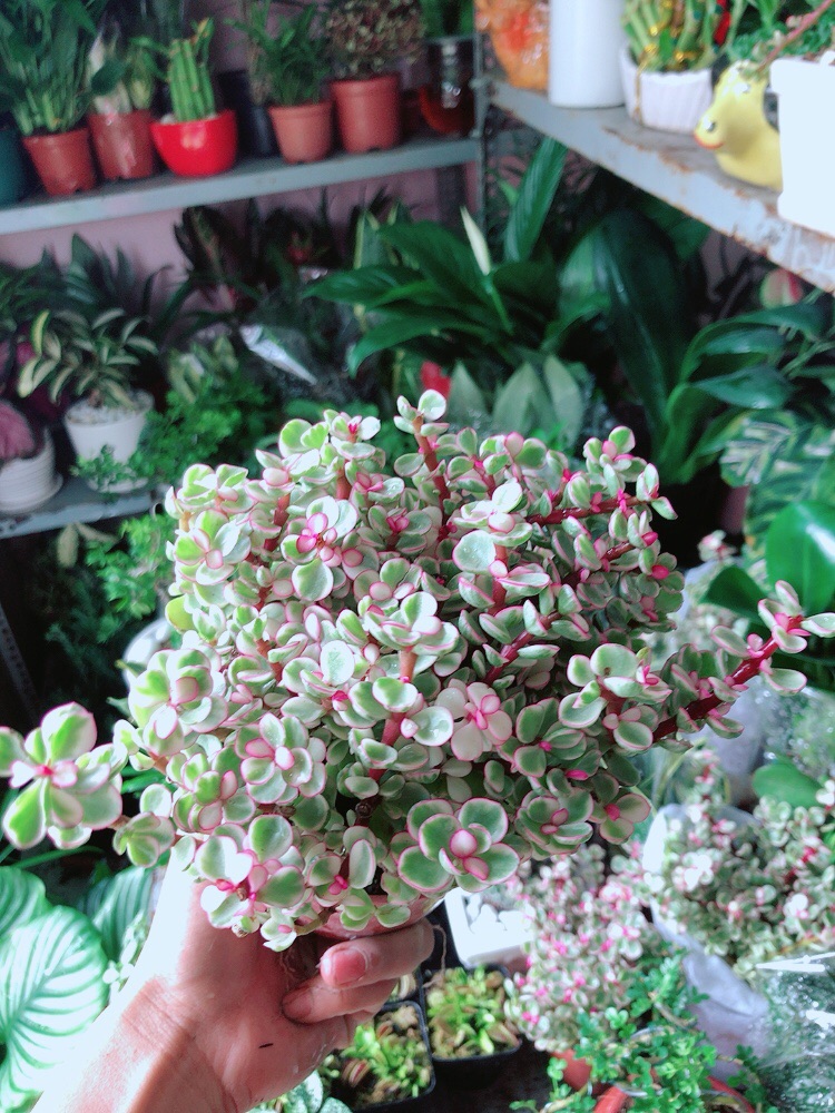 [HCM]Cây Cành Vàng Lá Ngọc